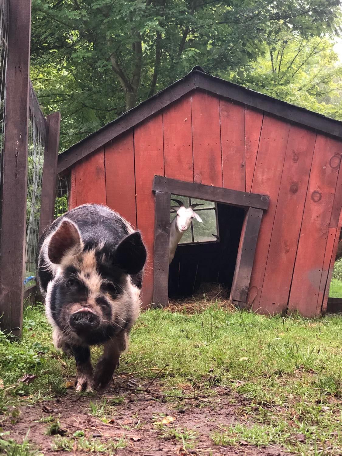 The Renovated Barn At Seneca Rocks Villa Ngoại thất bức ảnh