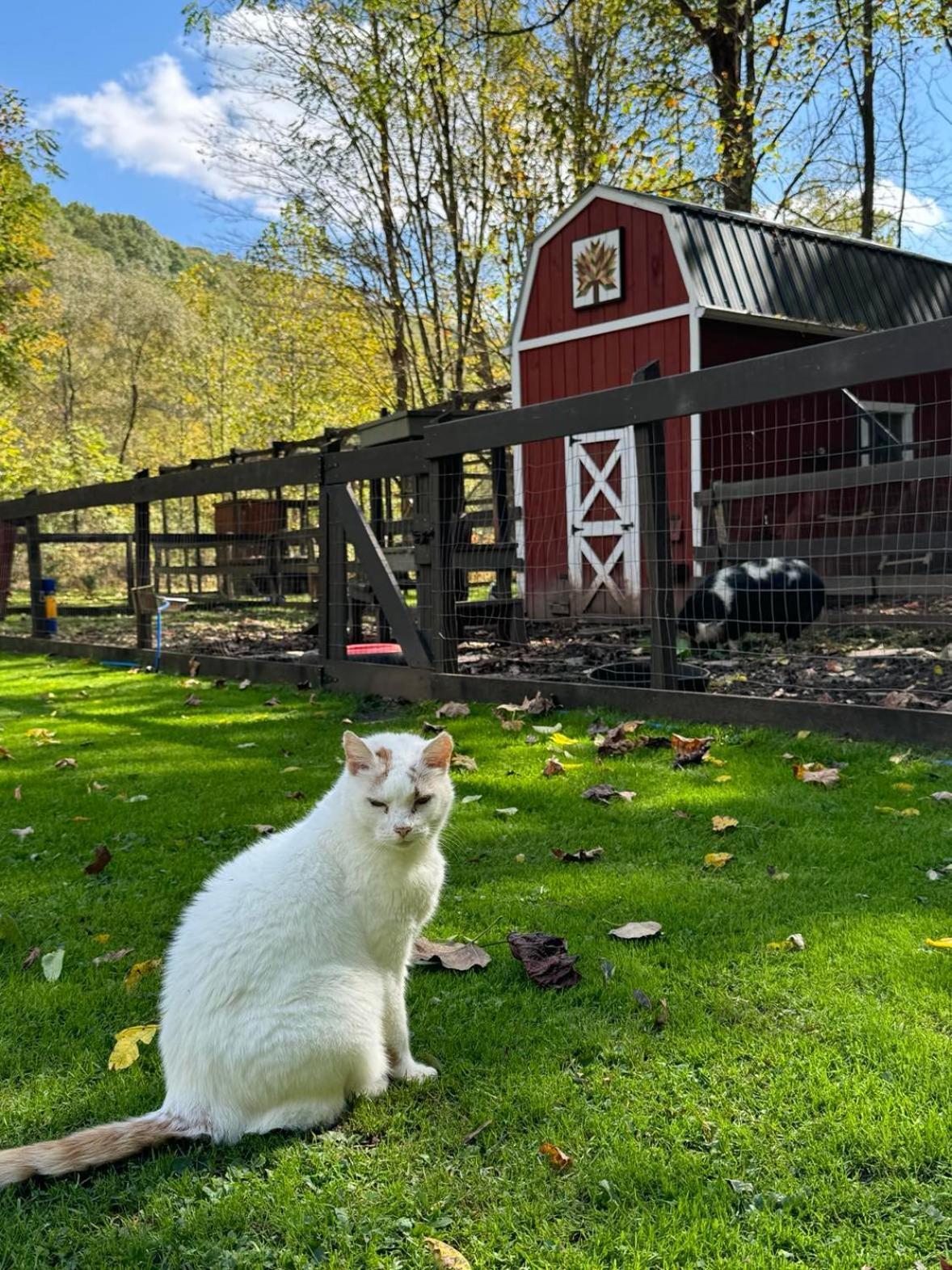 The Renovated Barn At Seneca Rocks Villa Ngoại thất bức ảnh
