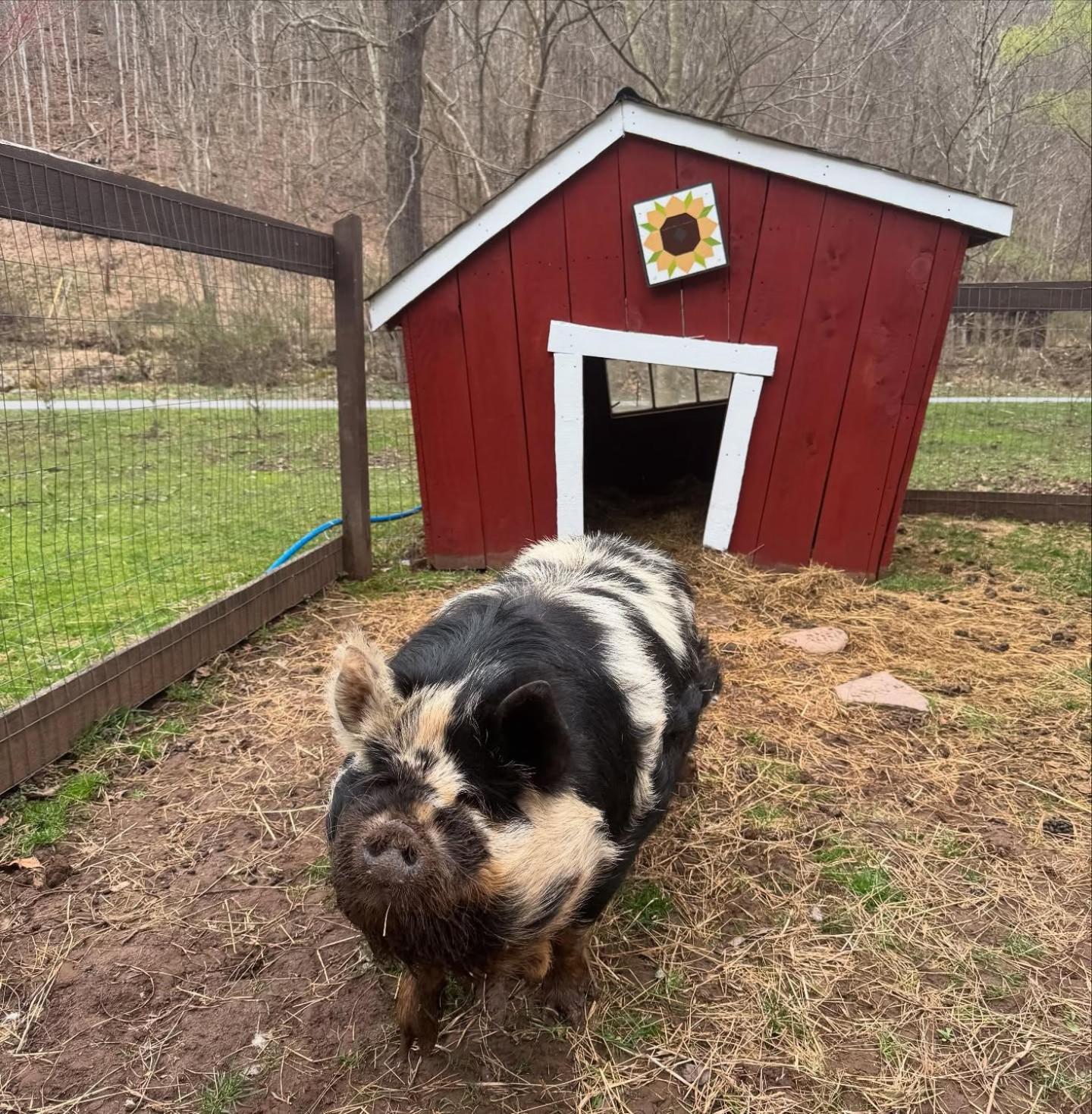 The Renovated Barn At Seneca Rocks Villa Ngoại thất bức ảnh